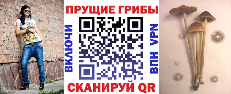 Галлюциногенные грибы GOLDEN TEACHER  купить   Адыгейск 